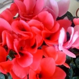 Meet your Posher, Margaret